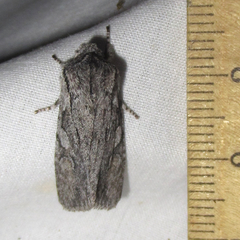 Egira crucialis