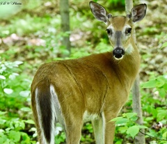 Odocoileus virginianus