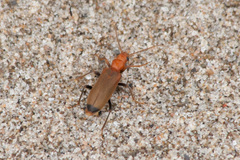 Nacerdes melanura