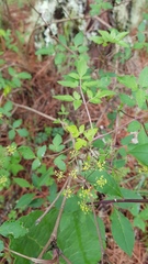 Arracacia aegopodioides