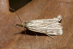 Chrysocrambus linetella