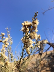 Baccharis paniculata