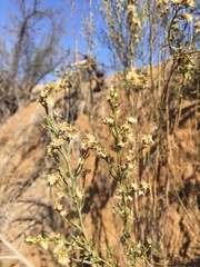 Baccharis paniculata
