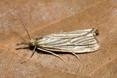 Chrysocrambus linetella
