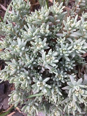 Sedum microcarpum