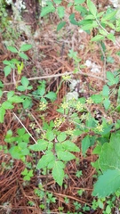 Arracacia aegopodioides