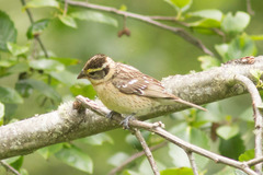Black-Headed Grosbeak photo 5
