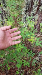 Arracacia aegopodioides