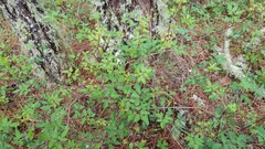 Arracacia aegopodioides