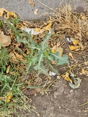 Cichorieae