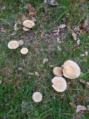 Cortinarius talus