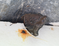 Historis acheronta