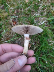 Cortinarius talus