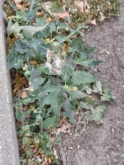 Sonchus