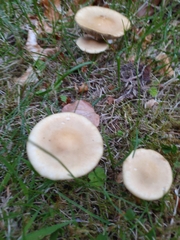 Cortinarius talus