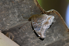 Historis acheronta