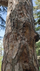 Pinus nigra laricio