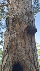 Pinus nigra laricio