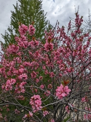 Prunus