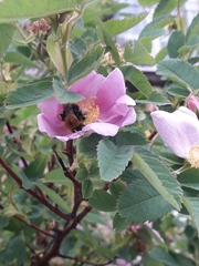 Bombus hypnorum