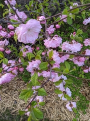 Prunus