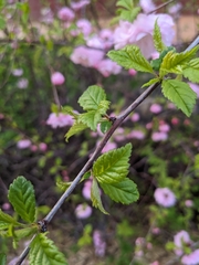 Prunus