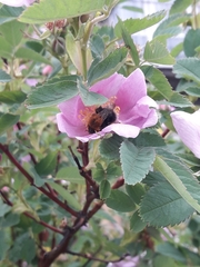 Bombus hypnorum