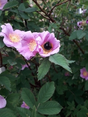 Bombus hypnorum