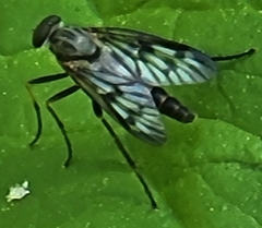 Rhagio punctipennis