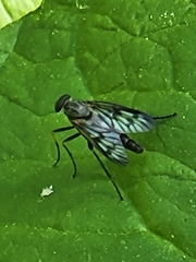 Rhagio punctipennis