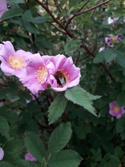 Bombus hypnorum