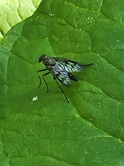 Rhagio punctipennis