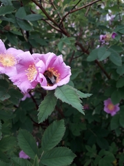 Bombus hypnorum