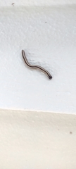 Spirobolellus immigrans
