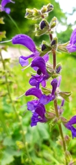 Salvia pratensis
