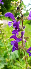 Salvia pratensis