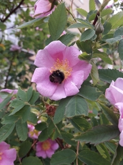 Bombus hypnorum