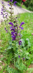 Salvia pratensis