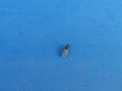 Metopoplax ditomoides