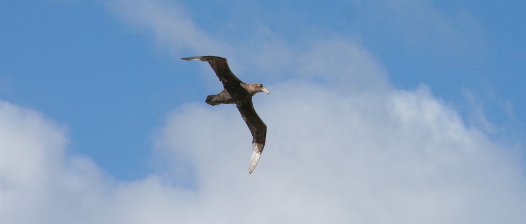 Southern Giant Petrel