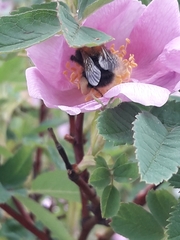 Bombus hypnorum