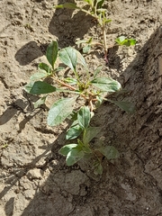 Amaranthus