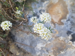 Hormathophylla halimifolia