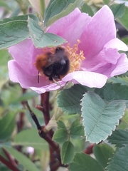 Bombus hypnorum