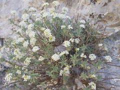 Hormathophylla halimifolia