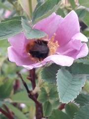 Bombus hypnorum