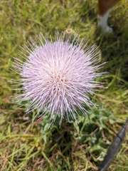 Cirsium texanum