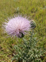 Cirsium texanum