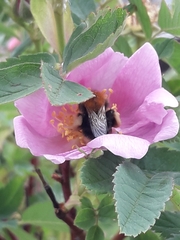 Bombus hypnorum