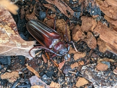 Derobrachus brevicollis